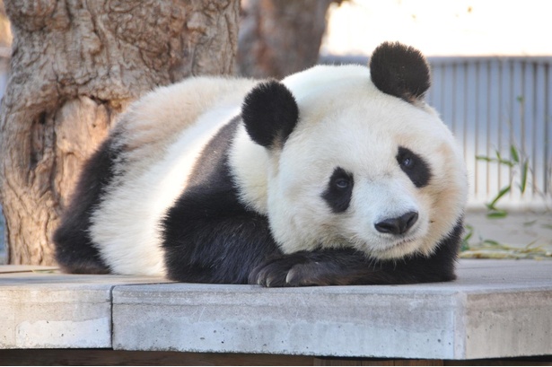 コロナ対策情報付き 神戸市立王子動物園の攻略法を紹介 パンダとコアラ 人気モノが同時に会える ウォーカープラス