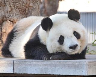 【コロナ対策情報付き】神戸市立王子動物園の攻略法を紹介！パンダとコアラ、人気モノが同時に会える