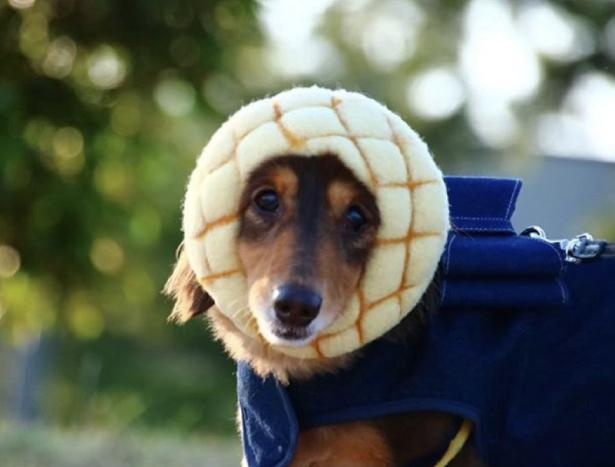 画像10 31 メロンパンをかぶった犬が増加中 食べちゃいたいほどかわいいペットたち ウォーカープラス