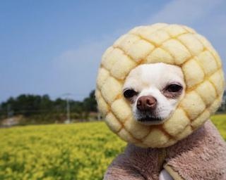 メロンパンをかぶった犬が増加中⁉食べちゃいたいほどかわいいペットたち