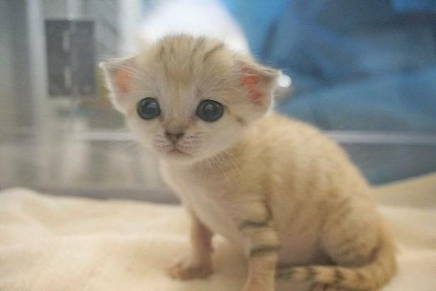 日本の動物園では初 砂漠の天使 スナネコの赤ちゃんが那須どうぶつ王国に誕生 ウォーカープラス