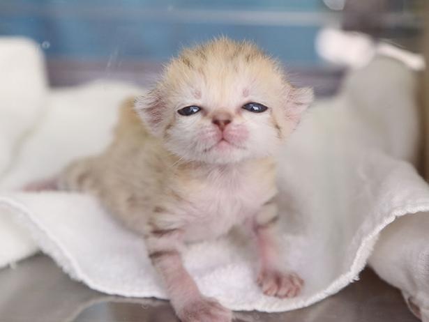 日本の動物園では初 砂漠の天使 スナネコの赤ちゃんが那須どうぶつ王国に誕生 ウォーカープラス