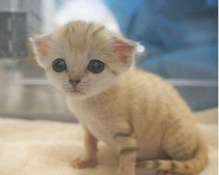 日本の動物園では初！“砂漠の天使”スナネコの赤ちゃんが那須どうぶつ王国に誕生