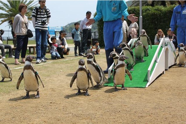 コロナ対策情報付き 長崎 ペンギン水族館はペンギンとの触れ合いからカヤックまで楽しみ方が満載 世界有数の ペンギンパラダイス を堪能しよう ウォーカープラス