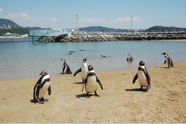 【写真】自然の海でペンギンを展示する「ふれあいペンギンビーチ」