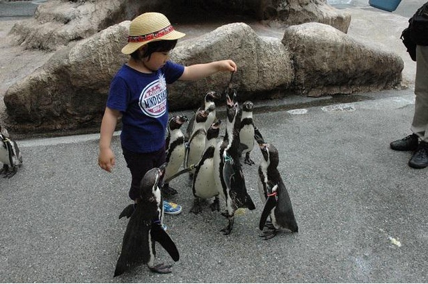 土曜・日曜・祝日開催の「ペンギンの餌やり体験」