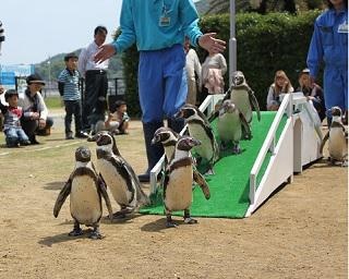 【コロナ対策情報付き】長崎ペンギン水族館はペンギンとの触れ合いからカヤックまで楽しみ方が満載！世界有数の“ペンギンパラダイス”を堪能しよう