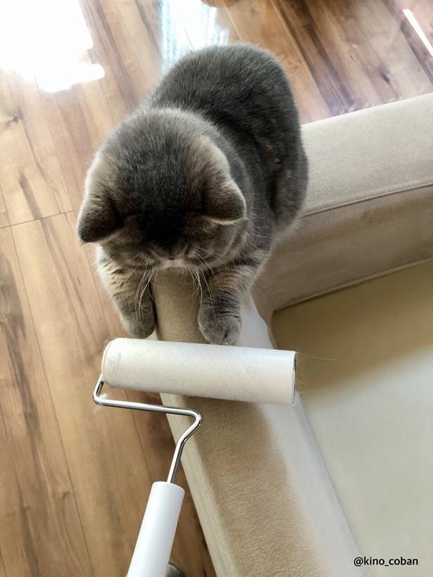 絶対にどこうとしないふくすけくん