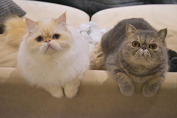 同じ日に家にやって来たはなまるくん＆ふくすけくん
