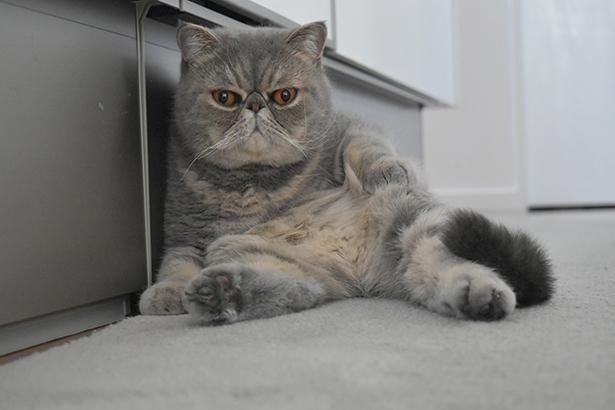 【写真】まるで人間のおじさん！足を投げ出してくつろぐ姿がかわいすぎる
