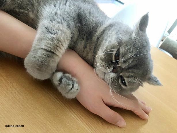 ぎゅっと腕をつかんで離れようとしないふくすけくん