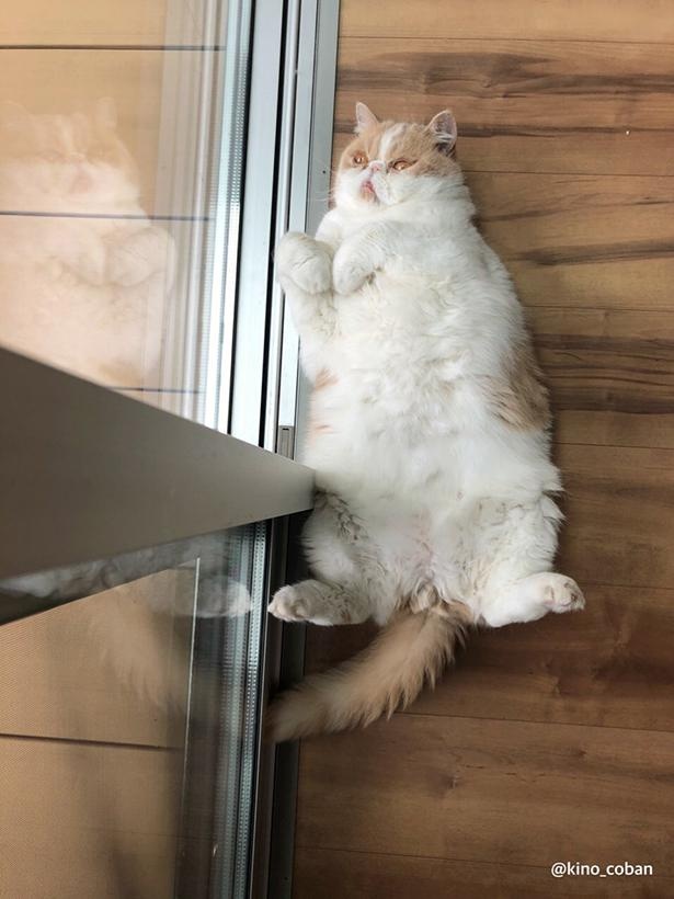 ふくふくのおなか