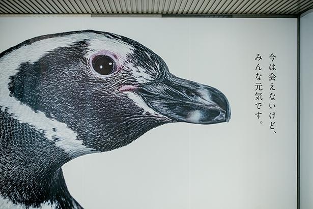 ペンギンの駅広告