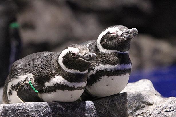 フワフワの羽に包まれた赤ちゃんペンギンがすみだ水族館に誕生 成長過程をsnsで公開中 ウォーカープラス