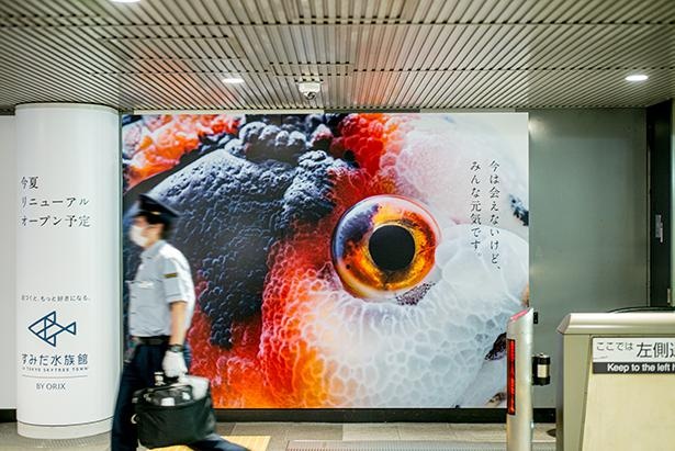 金魚の駅広告