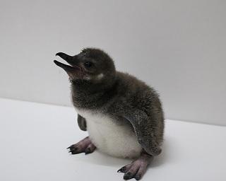 フワフワの羽に包まれた赤ちゃんペンギンがすみだ水族館に誕生！成長過程をSNSで公開中