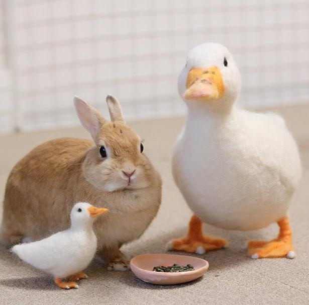 どっちが本物 ウサギのぴこちゃんとリアルすぎるフェルトアートの共演が話題 ウォーカープラス