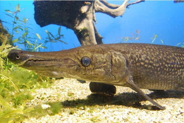 【写真】最大級の古代魚「アリゲーターガー」は体長約3メートル