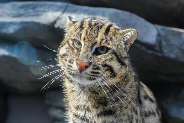 コロナ対策情報付き 鳥羽水族館の楽しみ方完全ガイド 日本で唯一のジュゴンに会いに行こう ウォーカープラス