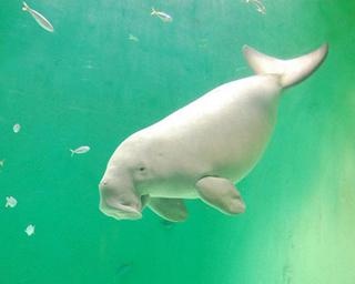 【コロナ対策情報付き】鳥羽水族館の楽しみ方完全ガイド！日本で唯一のジュゴンに会いに行こう