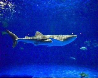 いおワールドかごしま水族館は九州最大級！施設の見どころを紹介