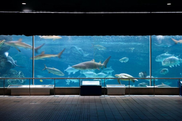 コロナ対策情報付き 神戸市立須磨海浜水族園の楽しみ方を紹介 海の生き物のありのままを観賞できる ウォーカープラス