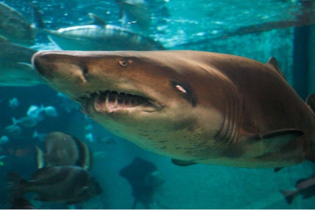 画像3 11 コロナ対策情報付き 神戸市立須磨海浜水族園の楽しみ方を紹介 海の生き物のありのままを観賞できる ウォーカープラス