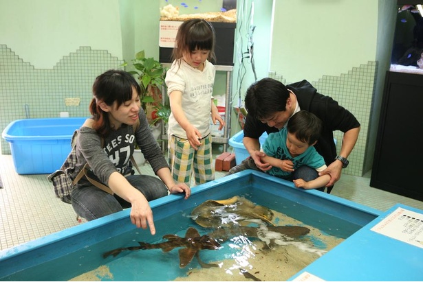 「おもしろ水族感アクア」ではサメの背中を触ることも！