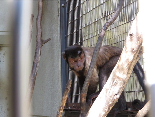 コロナ対策情報付き 天王寺動物園の楽しみ方 回り方を紹介 動物たちが暮らす大阪都心部のオアシス ウォーカープラス