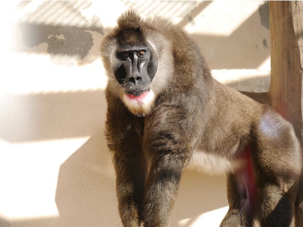 画像16 21 コロナ対策情報付き 天王寺動物園の楽しみ方 回り方を紹介 動物たちが暮らす大阪都心部のオアシス ウォーカープラス