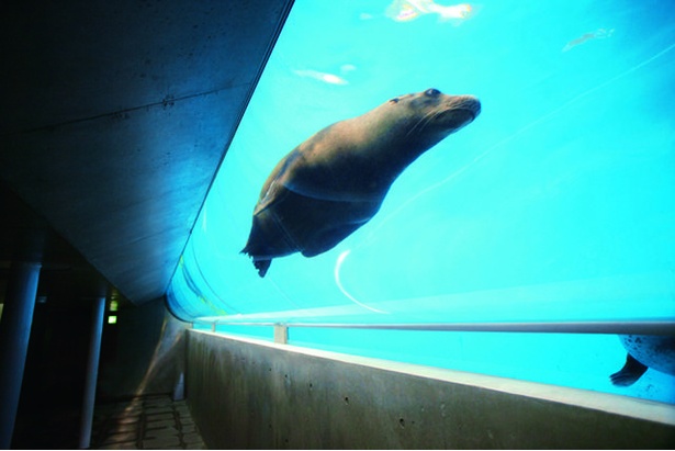 いろいろな角度からアシカが泳ぐ姿を観察できる「Tube」