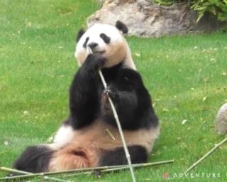 パンダ一家のママが太陽の下でウトウトモード？/アドベンチャーワールドのパンダ通信