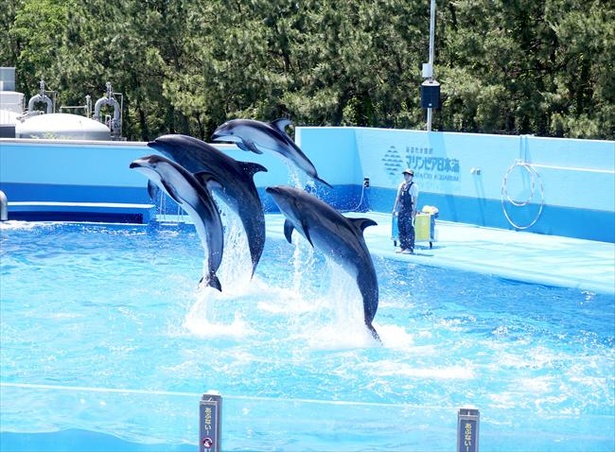 新潟市水族館 マリンピア日本海の楽しみ方をチェック イルカショーは毎日開催 ウォーカープラス