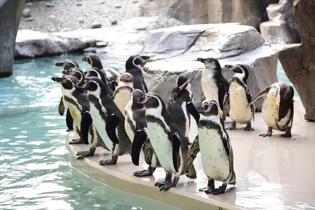 フンボルトペンギン70羽が飼育・展示されるペンギン海岸