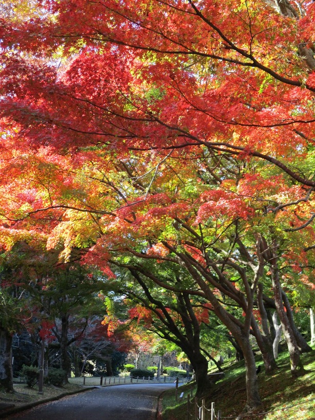 画像2 9 コロナ対策情報付き 姫路城の美しい紅葉や天守閣からの絶景を満喫 世界遺産の見どころを徹底ガイド ウォーカープラス