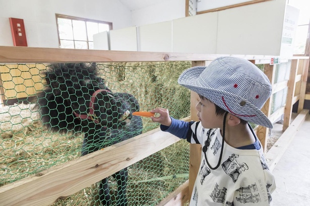 画像1 11 コロナ対策情報付き 小岩井農場まきば園の楽しみ方を解説 動物たちとの触れ合いにジンギスカンやお土産も ウォーカープラス