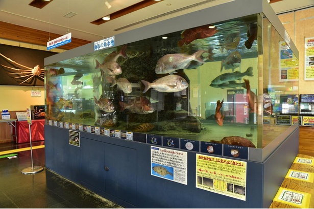 鳥取の海にはたくさんの魚が生息している