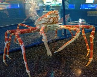 とっとり賀露かにっこ館を徹底紹介！入場無料の水族館で鳥取のカニを観察