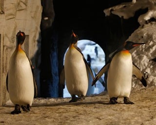 夜の動物に、キャンドルに、裏話に…旭山・雪あかりの動物園開催中です！