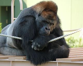 名古屋市東山動植物園の楽しみ方＆攻略法！1日では遊び切れない魅力が盛りだくさん【コロナ対策情報付き】