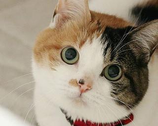 5万人が惚れた“絶世の美猫”！壮絶な過去を持つ保護猫・いろはちゃんと飼い主さんの絆