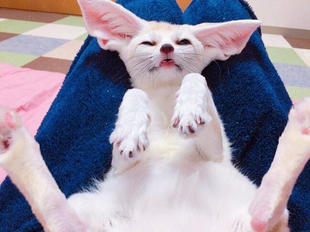 飼い主さんの上で開脚！