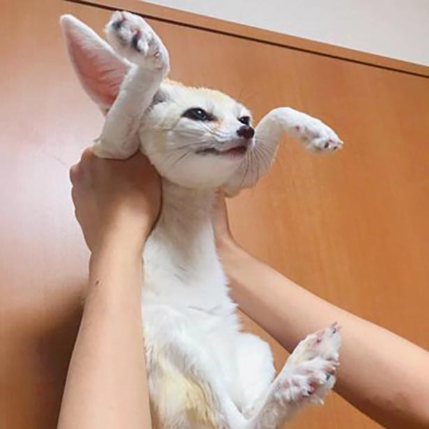 高い高いをしてもらうマロンちゃん