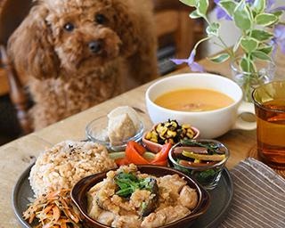 リアルすぎる”トイプードルおむすび”からファン続出！女子高生が作る料理のクオリティが高すぎる!!
