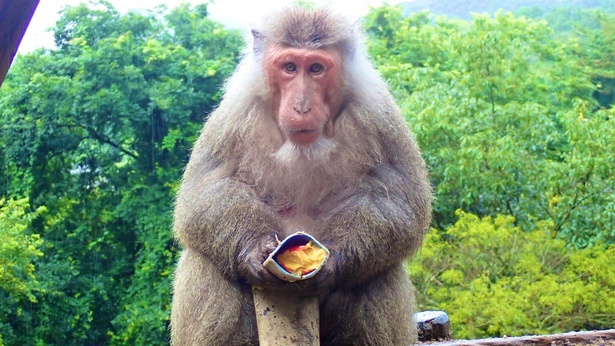 サルの餌となる果物や野菜の寄付も多い。写真はヤクシマザルのタイマツくん