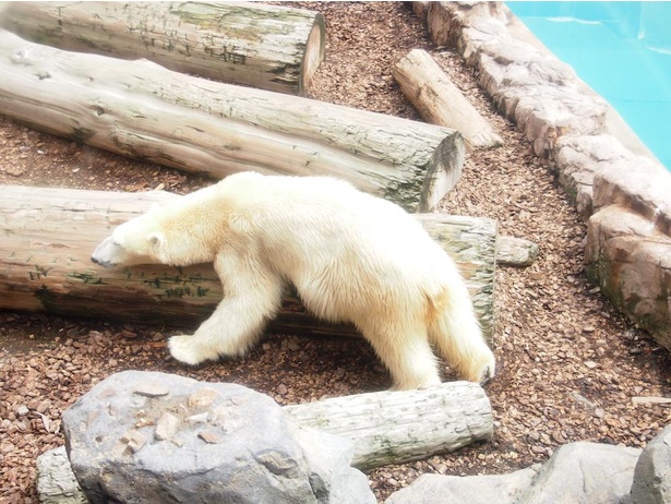 画像5 18 男鹿水族館gaoのアイドル シロクマの豪太へ会いに行こう ウォーカープラス