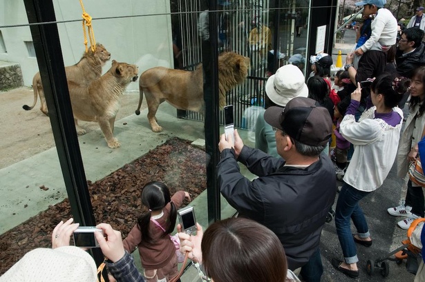 ライオンの「レオガラス」。柵ではなくガラス越しで見られるからライオンに近づける！　