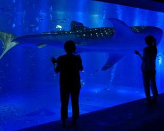 【コロナ対策情報付き】のとじま水族館の楽しみ方ガイド！日本海側で唯一のジンベエザメなど見どころ満載