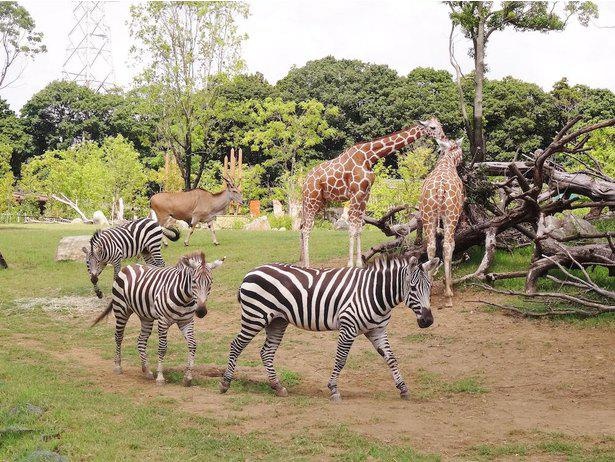 世界の動物を巡る旅をしているような気分になれる