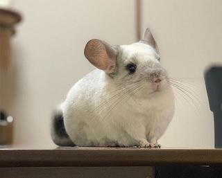 “モフモフ感”が異次元レベルにかわいい！毛玉のようなルックスのチンチラ・もふもふちゃん